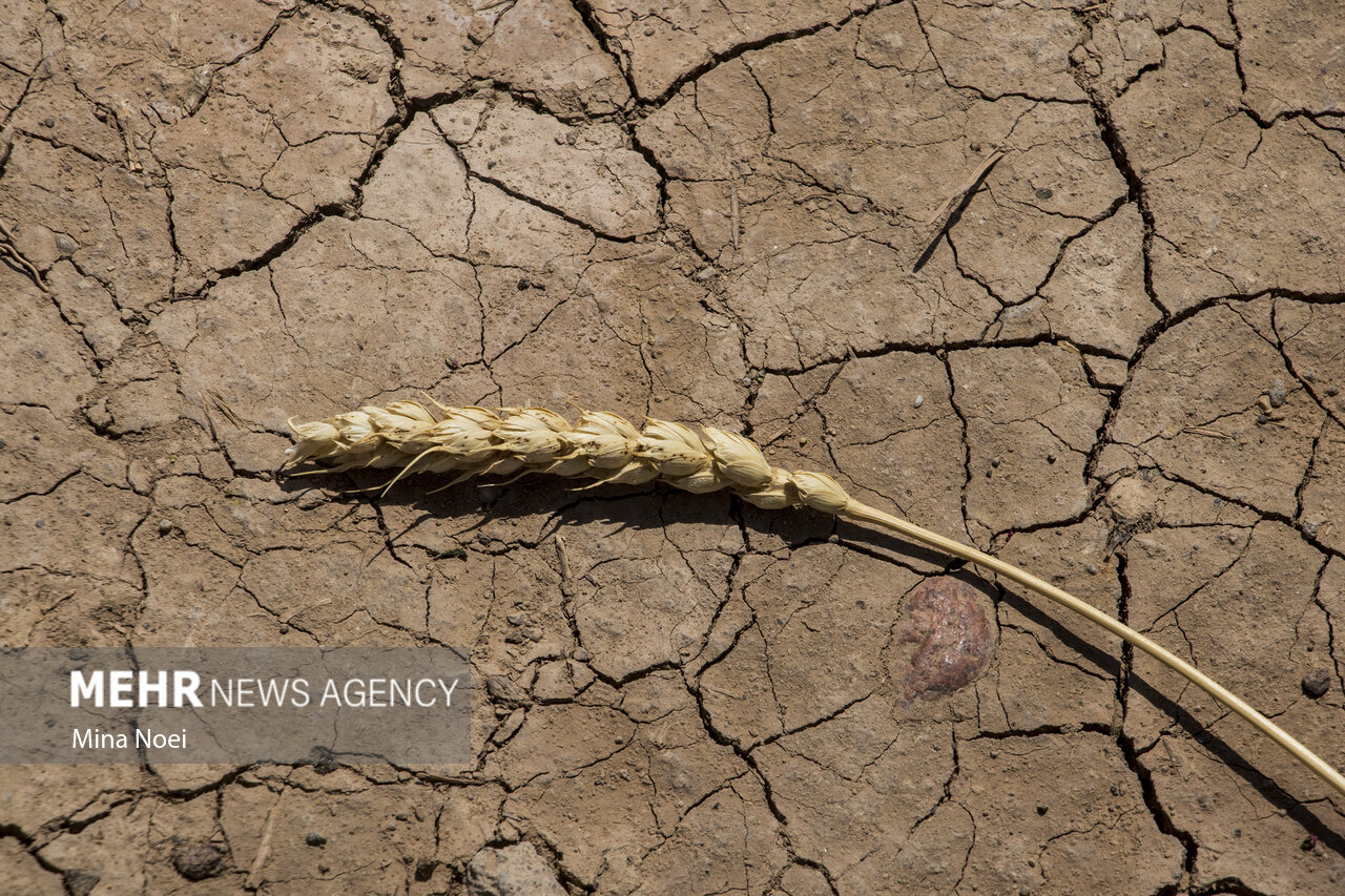 خشکسالی گریبان مراتع استان سمنان را گرفته است/ تخریب پوشش گیاهی 