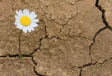 محله تاب‌آور: سنگ‌بنای جامعه پایدار