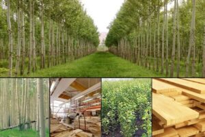 طرح «زراعت چوب» تأمین کننده خوراک حداقل ۵۰ کارخانه در خوزستان