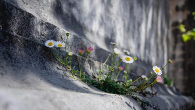 تاب آوری Resilience